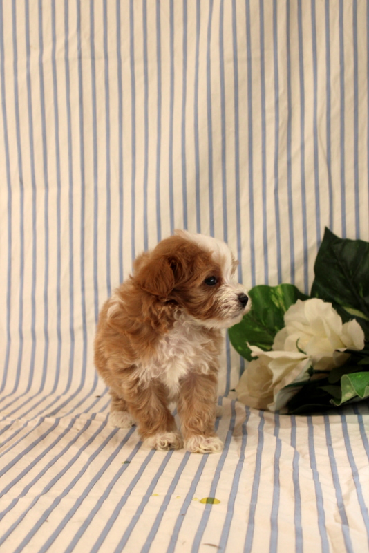 puppy, for, sale, Maltipoo, Matthew B. Stoltzfus, dog, breeder, Gap, PA, dog-breeder, puppy-for-sale, forsale, nearby, find, puppyfind, locator, puppylocator, aca